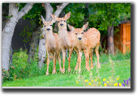 Springtime in the Rockies