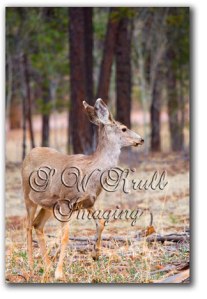 Mule Deer
