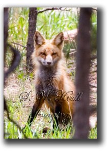 Red-Fox-3