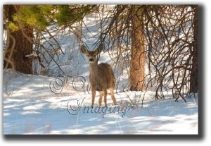 Mule Deer