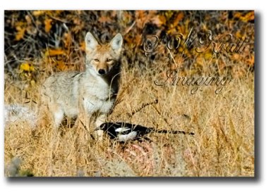 Coyote-&amp;-Magpie