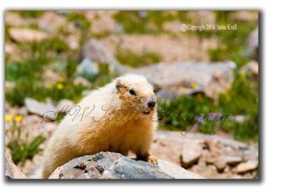 Marmot