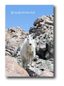 Mountain-Goat