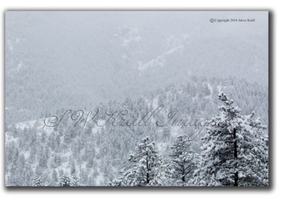 Pike National Forest in Winter
