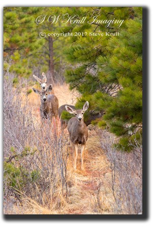 Doe mule deer in the wilderness