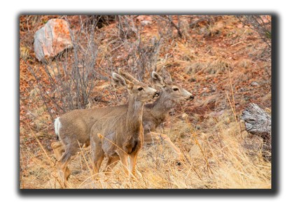 Two does in the wilderness