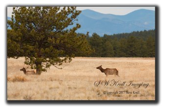 Elk in the Fossil Beds National Monument