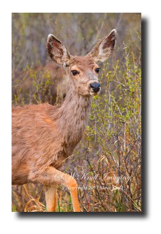 Mule deer doe on a beautiful Colorado spring morning