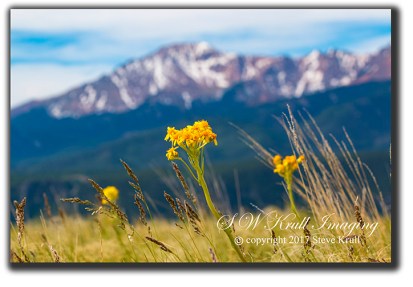 Yellow Wildflowers on Bald Mountain with Pikes Peak in the background