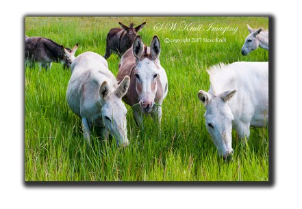 Burros in Cripple Creek