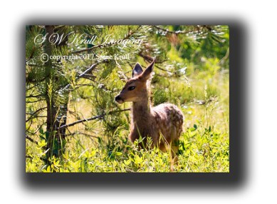 Fawn Mule Deer