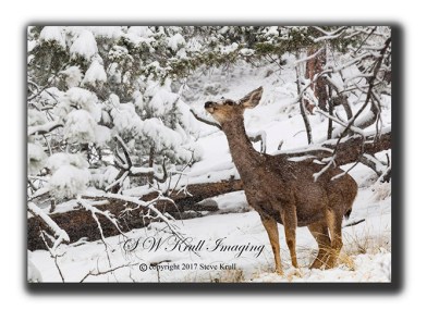 Foraging Deer