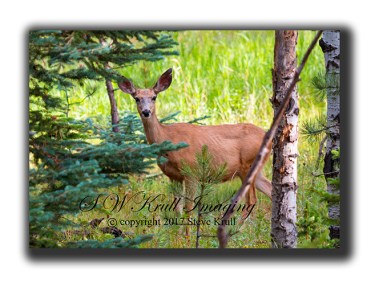 Doe Mule Deer