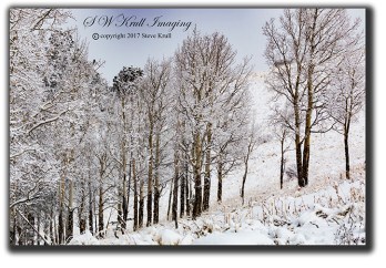 Frosty Aspen Trees