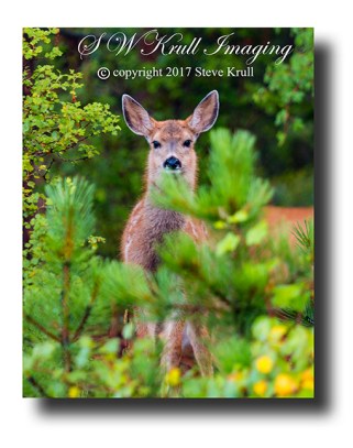Cute Fawn