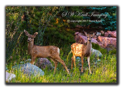 Mule Deer Fawns