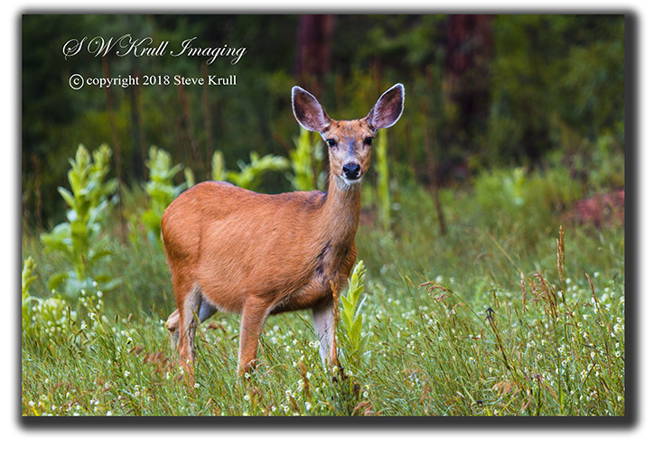 Deer in Wildflowers
