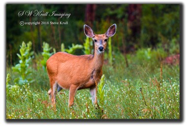 Deer in Wildflowers