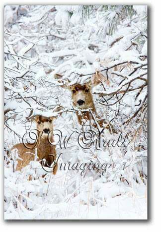Mule deer in snow