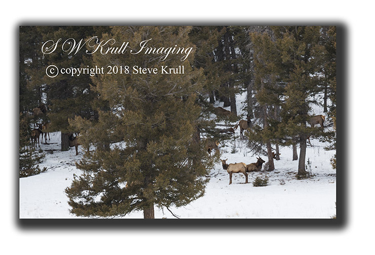 Winter Elk Herd