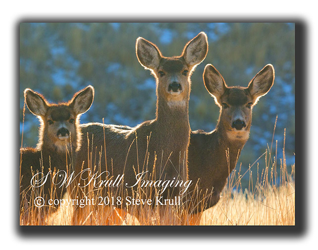 Colorado mule deer in the winter