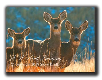 Colorado mule deer in the winter