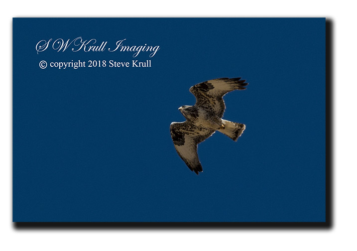 Hawk soaring