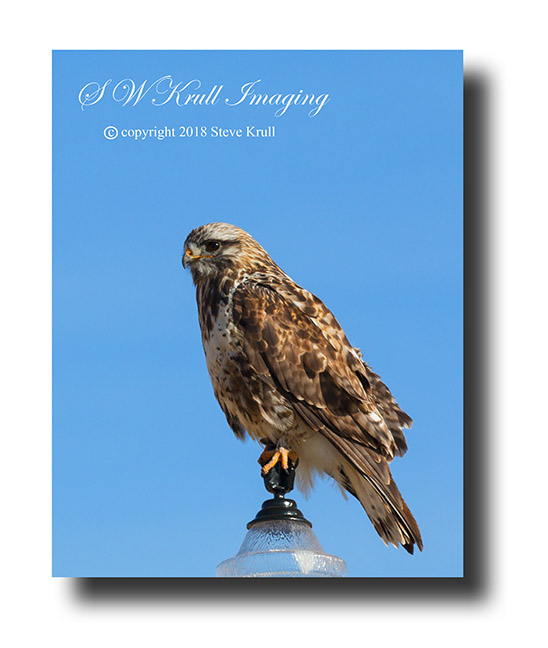 Rough Legged Hawk