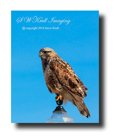 Rough Legged Hawk