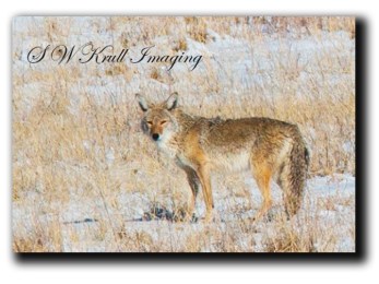 Coyote in Fresh Snow