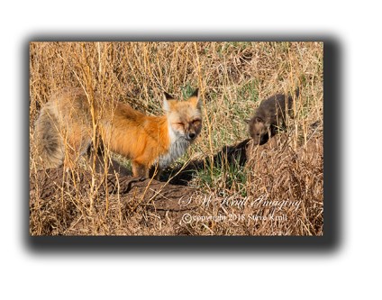 Mama and baby fox