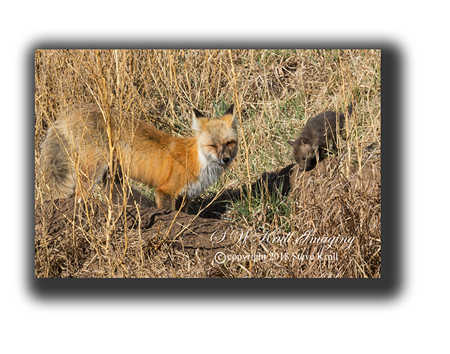 Mama and baby fox