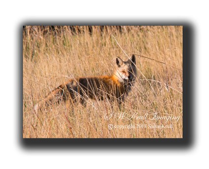 Fox in Grass