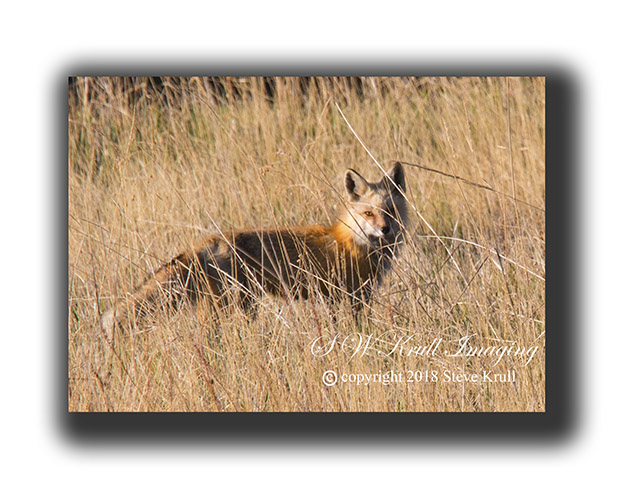 Fox in Grass
