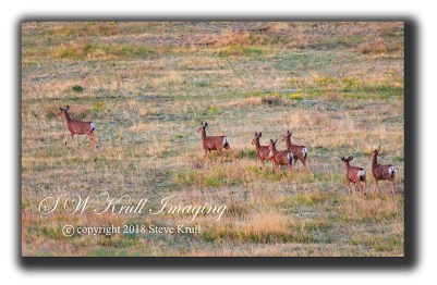 Herd of Mule Deer