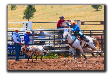 Steer Roping at the Top of the World Rodeo
