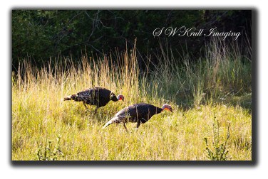 Wild Turkeys
