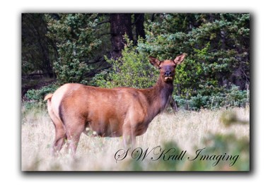Lone elk cow