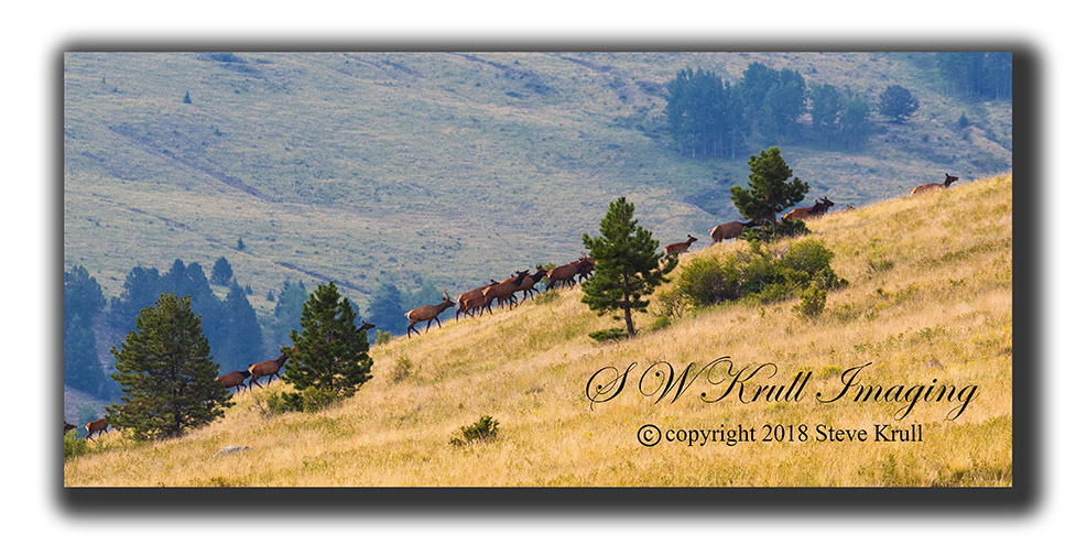 Elk Herd