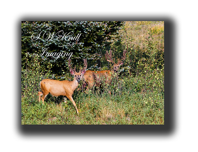 Mule Deer Bucks