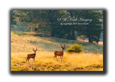 Pair of Mule Deer Bucks