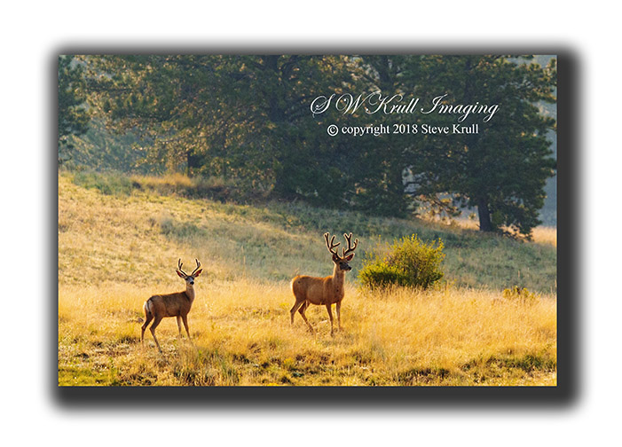 Pair of Mule Deer Bucks