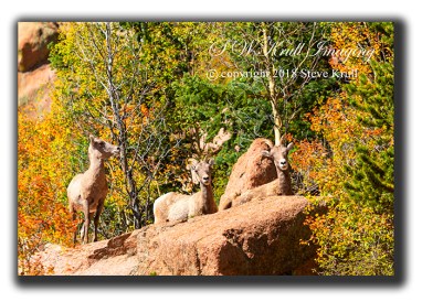 Trio of Autumn Bighorn