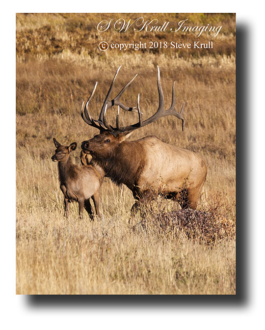 Pair of Rocky Mountain Elk