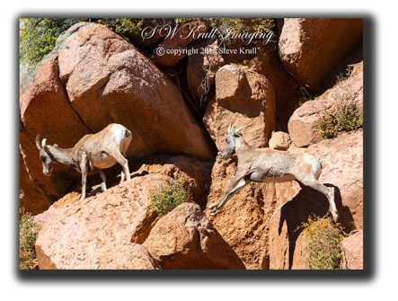 Leaping Bighorn