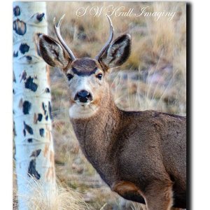 Mule deer buck