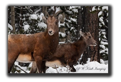 Pair of Bighorn Sheep