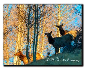 Elk Herd at Sunrise
