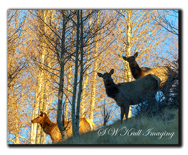 Elk Herd at Sunrise