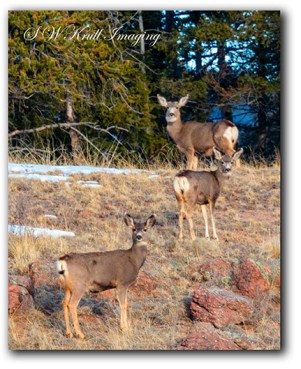 Trio of Deer in the Wilderness